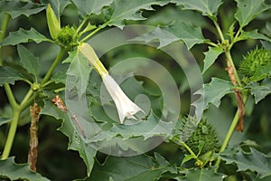 Datura stramonium. Hallucinogen plant Devil\'s Trumpet, also called Jimsonweed.