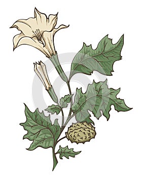 Datura Stramonium Illustration