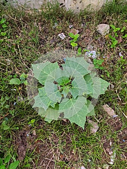 Datura stramonium, known by the common names thorn apple, jimsonweed or devil& x27;s snare, in indian  village