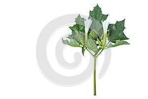 Datura stramonium with leaves, fruit and flowers