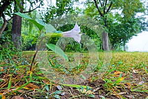 Datura stramonium