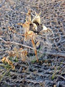 Datura Stramonium Plant with Seedpods in the Fall.