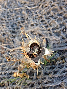 Datura Stramonium Plant with Seedpods in the Fall.