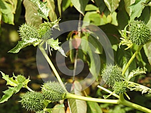 Datura stramonium - Stramoine, this plant is fetid and poisonous. The leaves are pointed ovals with irregular teeth.