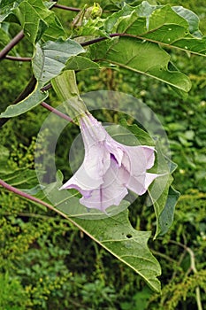 Datura stramonium tatula in bloom