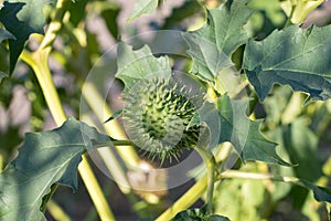 Datura stramonium, thorn apple, jimson weed,  devil`s snare fruit closeup selective focus