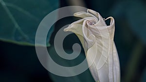 Datura stramonium. Thorn apple. Jimsonweed. jimson weed. devil`s snare. close up of a white flower