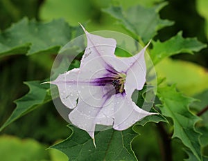 Bianco fiore pericoloso velenoso pianta 