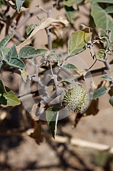 DATURA WRIGHTII FRUIT - TWENTYNINE PALMS - 080820 C