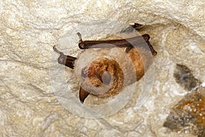 Daubenton`s Bat, myotis daubentoni, Adult Hibernation, Hanging from Cave`s Ceiling, Normandy