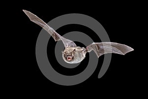 Daubentons bat flying on dark background