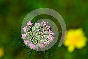 Daucua carota flower,      Bee`s Nest-Plant Bird`s-Nest Devil`s Plague Queen Anne`s Lace Wild Carrot