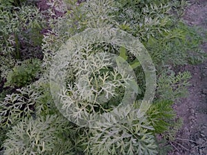 Daucus Carota