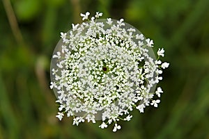 Daucus carota photo