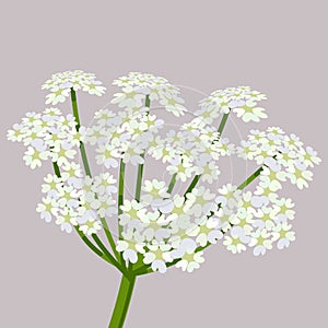 Daucus carota