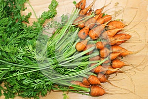 Daucus carota carrot photo