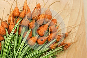 Daucus carota carrot photo