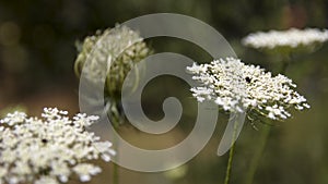 Daucus carota close up