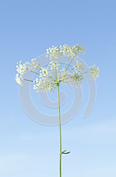 Daucus Carota Flowers