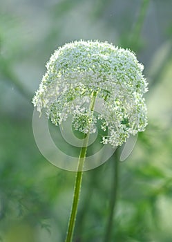 Daucus carota flowers at Dalat, Vietnam