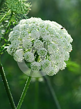 Daucus carota flowers at Dalat, Vietnam