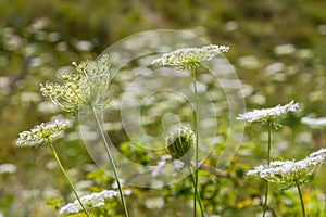 Daucus carota known as wild carrot blooming plant