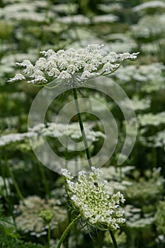 Daucus carota known as wild carrot blooming plant