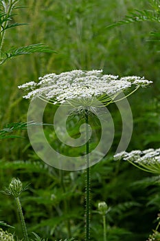 Daucus carota known as wild carrot blooming plant