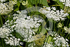 Daucus carota known as wild carrot blooming plant