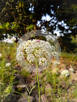 Daucus carota known as wild carrot blooming plant. Coriandrum. Coriandrum flower with selective focus on subject.