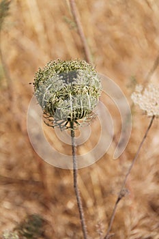 Daucus Carota Maximus Flower