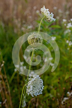 Daucus, carota, plant