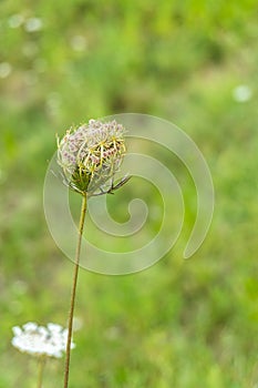 daucus carota plant or wild carrot in flower