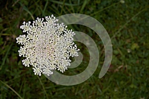 Daucus carota plants or wild carrot in bloom