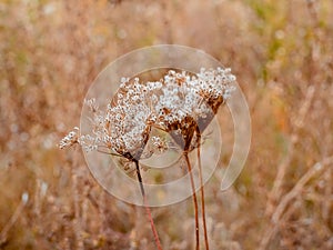 Daucus carota with seeds. Autumn plant in the forest. The foreground is in focus, the background is blurred