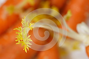Daucus carota photo