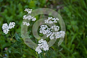 Daucus carota, or wild carrot, bird`s nest, bishop`s lace, Queen Anne`s lace, a white, flowering plant in the family Apiaceae,