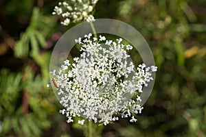 Daucus carota, wild carrot, bird`s nest, bishop`s lace white flowers macro selective focus