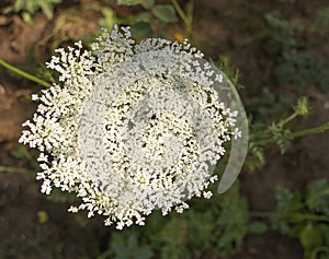 Daucus carota wild flower in bloom close up. Medicinal plant