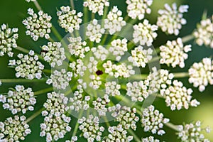 Daucus carrota Queen Anne's Lace