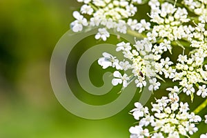 Daucus carrota Queen Anne's Lace