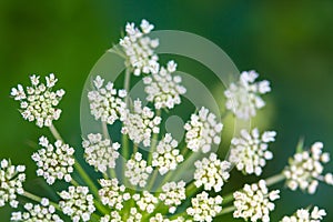 Daucus carrota Queen Anne's Lace photo