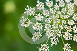 Daucus carrota Queen Anne's Lace photo