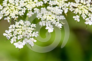 Daucus carrota Queen Anne's Lace photo