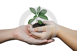 daughter hands in dad hands holding green young plant isolated on white background