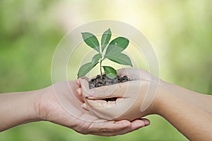 daughter hands in dad hands holding green young plant on nature background