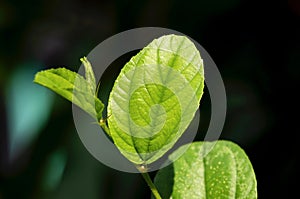 Daun Bidara, Ziziphus mauritiana leaves, in shallow focus, also known as Indian jujube, Indian plum, and Chinese apple