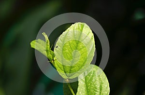 Daun Bidara, Ziziphus mauritiana leaves, in shallow focus, also known as Indian jujube, Indian plum, and Chinese apple