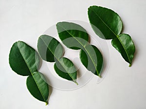 Daun jeruk purut or Kaffir lime leaves