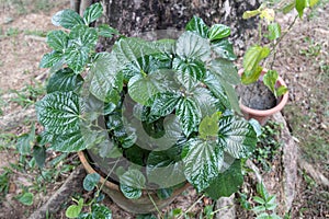 Daun kaduk or piper sarmentosum planted on pot as food and herbal medicine photo